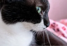 Jangan Sampai Salah Paham, Inilah Pentingnya Kumis pada Kucing
