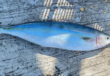 Ikan Payus dan Ikan Bandeng: Sekilas Mirip, ternyata Beda