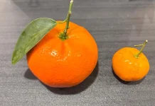 Perbandingan Jeruk Mandarin Impor vs Jeruk Baby Sintang (Jeruk Lokal Indonesia)