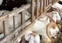 Dewan Jatim Dorong Stabilitas Harga Domba jelang Iduladha
