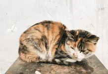 Kenali Hal - Hal Penyebab Kucing Peliharaan Stress