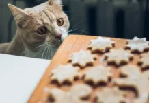 Lebih Paham Tentang Kucing dan Risiko Pemberikan Makanan Coklat pada Kucing