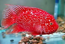 Hobi yang Menenangkan: Pesona Memelihara Ikan Hias Red Texas Cichlid di Rumah