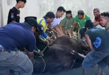 Ekonomi Sulit, Mayoritas Warga Indonesia Tetap Berkurban