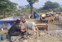 Jelang Idul Adha, Permintaan Hewan Kurban Sidoarjo Melonjak