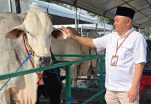 Sapi Presiden jadi Daya Tarik Wisata Kurban di Masjid Al Akbar
