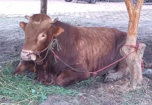 Masjid Sabilillah Porong Sembelih 4 Sapi dan 13 Kambing pada Iduladha 2026