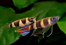 “Clown Killifish, Ikan Hias Eksotis yang Bikin Rumah Terasa Lebih Hidup”