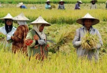 Krisis Tenaga Kerja, Pertanian Indonesia Butuh Generasi Baru