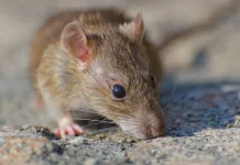 Waspada Leptospirosis Penyakit Berbahaya Dari Urin Tikus