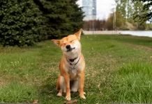 Cara agar Anjing Tidak Terkena Heatwave saat Musim Panas