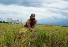 Serapan BULOG Tembus 3 Juta Ton, Jawa Timur Sumbang 26 Persen Pengadaan Nasional