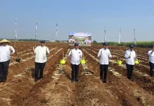 SGN Perkuat Hilirisasi Tebu Lewat Gerakan Tanam Serentak Nasional