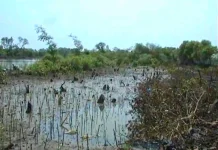 Kerusakan Mangrove Perparah Rob, Tambak Rugi Miliaran