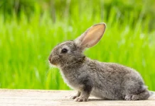 Pentingkah Grooming untuk Kelinci Kita? ternyata Bukan Sekadar Soal Penampilan