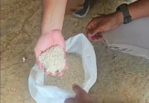 Respons Cepat Keluhan Warga, Bulog Madura Salurkan Beras Pengganti Berkualitas
