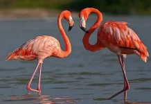 Flamingo Era, Perjalanan Ibu Menemukan Jati Diri Kembali