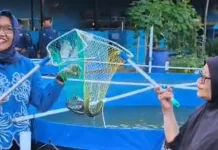 Panen Lele Bioflok Tandai Keberhasilan Mahasiswa Akuakultur Unesa