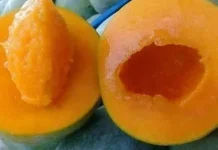 Mangga Gadung Bangil, Ikon Hortikultura Unggulan dari Pasuruan