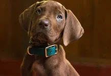Live Action Scooby-Doo Umumkan Para Pemain