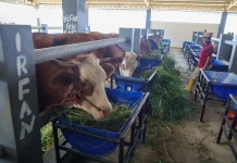 RPH Pegirian Pindah ke Tambak Osowilangun