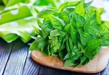 Daun Kemangi Simpan Beragam Manfaat Kesehatan Bagi Tubuh Sehari-hari Alami
