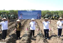 SGN Perkuat Program Bongkar Ratoon untuk Tingkatkan Produktivitas Tebu