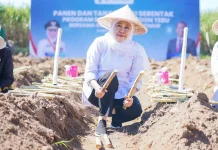 Jatim Genjot Produktivitas Tebu Nasional Lewat Program Bongkar Ratoon