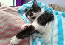 Baru Pertama Adopsi Kucing? Ini Perlengkapan Dasar yang Perlu Disiapkan