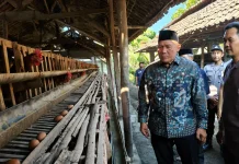 Harga Telur Anjlok, Peternak Ayam Minta Perlindungan