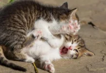 Mengapa Kucing Suka Bertengkar? Kenali Penyebab dan Solusinya