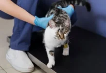 Sterilisasi pada Kucing Sangat Bermanfaat, Mengapa masih ada Pro Kontra?