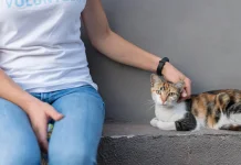 Foster Kucing Bantu Perawatan sebelum Ditemukan Adopter