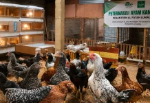 Bentuk Kemandirian Santri, Ponpes Al Fatah Lumajang Pembelajaran Ternak Ayam