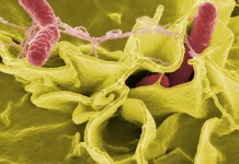 Mengenal Bakteri Salmonella dan Dampaknya bagi Kesehatan