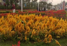 Bunga Celosia Plumosa, Bunga Cantik dengan Berbagai Keunggulan