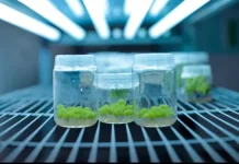 Menilik Laboratorium Kultur Jaringan Sememi: Ruang Konservasi Anggrek
