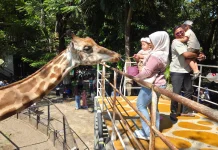 Masih Jadi Favorit, Kunjungan Kebun Binatang Surabaya Tembus 240 Ribu Pengunjung