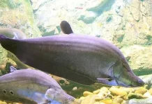 Ikan Belida Terancam Punah, Begini Upaya Menjaga Kelestariannya