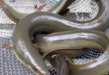 Ikan Sidat, Komoditas Unggulan yang Kaya Manfaat