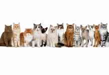 Apakah Pola Warna Bulu Kucing juga sama dengan Pola Warna Kulitnya?