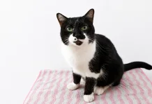Apakah Kucing Benar-Benar Mengerti saat Diajak Ngobrol Pemiliknya?