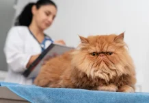 Tips Merawat Kucing Senior agar Tetap Sehat dan Nyaman di Usia Tua