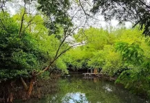 Hari Mangrove Sedunia, Aktivis Lingkungan Ajak Masyarakat Lestarikan Mangrove