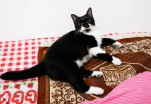 Mengapa Kucing Suka Berada di Dekat Orang yang Sedang Ibadah? Begini Penjelasannya
