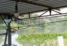 Aduan Warga Soal Eceng Gondok di Kali Brantas, DLH Koordinasikan Penanganan