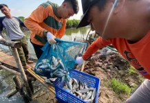 Pemkot Surabaya Kampanyekan Diversifikasi Protein lewat Konsumsi Ikan