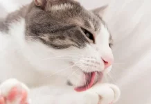 Kucing Suka Menjilat Tubuh Pemilik, Apakah Ungkapan Tanda Sayang?
