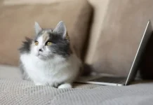 Kenapa Kucing Peliharaan Sering Tidur di Atas Laptop atau Keyboard?