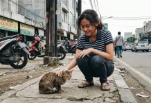 Benarkah Suka Mengelus Kucing Liar Memiliki Resiko Kesehatan?